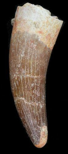 Fossil Plesiosaur Tooth - Morocco #39867